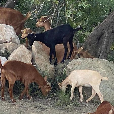 Cortijo Las Palmeras El Chorro Álora Eksteriør billede