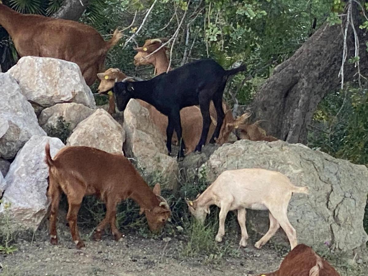 Cortijo Las Palmeras El Chorro Álora Eksteriør billede